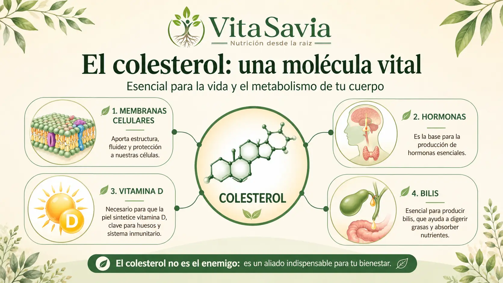 Funciones del colesterol en el cuerpo